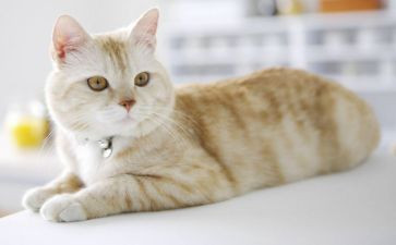 我的猫心得体会模板5篇