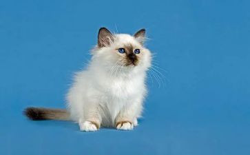 学小猫教案精选5篇