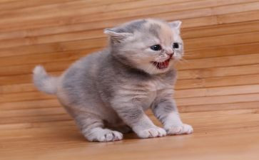 小班音乐找小猫教案6篇