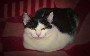 猫的心得体会200作文通用7篇