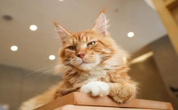 猫读后感500字参考7篇