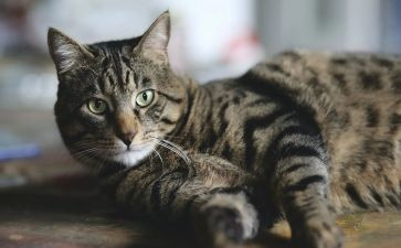 猫医生读后感7篇