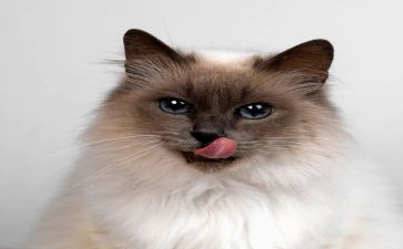 《猫》的观后感200字精选7篇