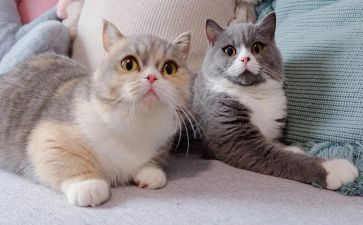 介绍熊猫的作文最新5篇