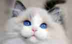 猫读后感200字精选6篇