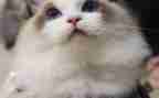 我们家的猫教案精选7篇