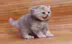 小班音乐找小猫教案6篇
