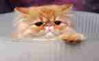猫的观后感作文500字8篇