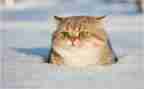 小猫钓鱼大班教案7篇