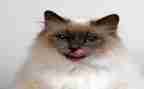 《猫》的观后感200字精选7篇