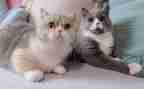 介绍熊猫的作文最新5篇
