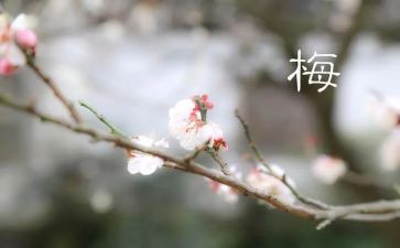 张桂梅个人先进事迹材料6篇