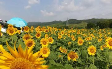 中班下美术教案优质8篇