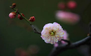 腊梅花读后感600字7篇