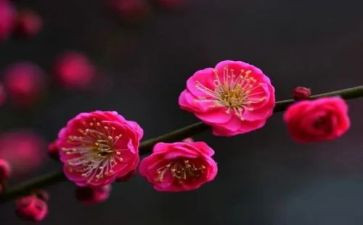 梅花村的作文模板8篇