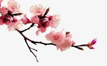 写梅花精神的作文5篇