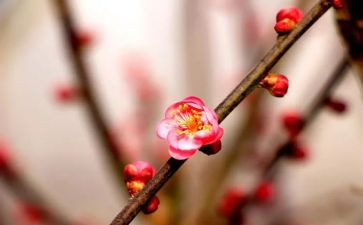 描写梅花的作文最新6篇