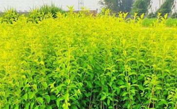 苗木种植合同6篇