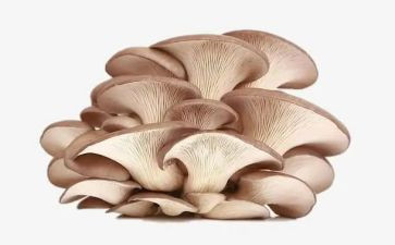 采蘑菇的教案5篇