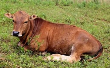 蜗牛爬活动教案6篇