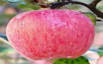 吃苹果数学教案6篇