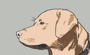 有关犬调查报告5篇