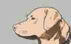 犬只防疫工作总结优秀6篇