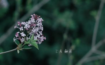 幼儿园三月份工作总结8篇