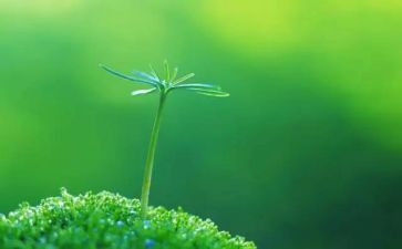 《生命生命》读后感500字8篇