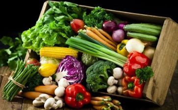 给小动物喂食物教案6篇