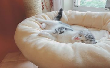 睡眠要充足教案5篇