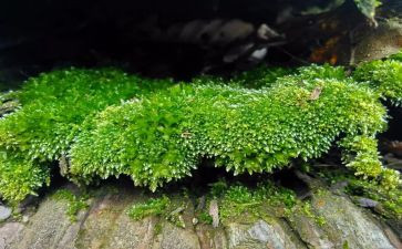 苔丝心得体会7篇