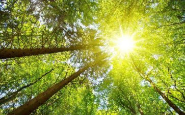 番茄太阳教学反思7篇