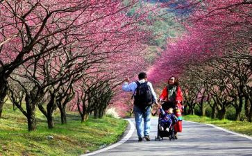 清明节踏青活动策划6篇