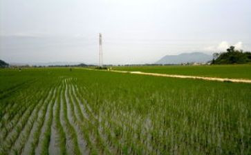 田野的夏天作文6篇