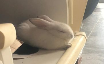 语言大象救兔子教案6篇