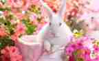 写动物的作文兔400字优秀5篇