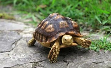 乌龟的优秀作文5篇