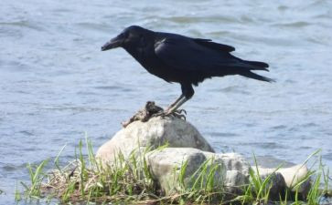 电乌鸦来了读后感8篇