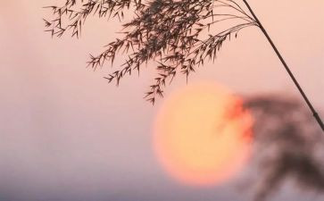 骆驼祥子读书心得推荐5篇