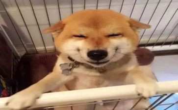 护士的微笑演讲稿范文5篇