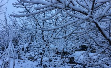 下雪优秀作文模板8篇