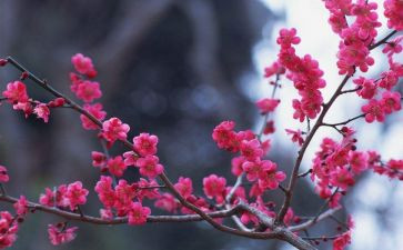 写物的作文500字参考8篇