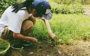 小学农村校长述职报告7篇