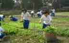 小学农村校长述职报告优质6篇