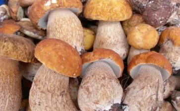 采野生菌的作文优秀7篇