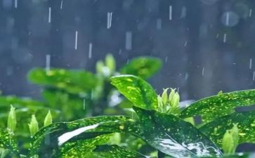 小英雄雨来的演讲稿8篇