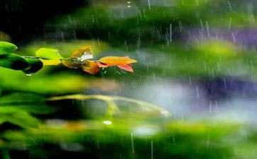 雨季心得体会5篇