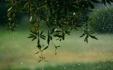 雨的感想读后感优质5篇