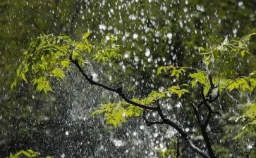 关于雨的语言教案8篇